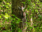 Grey Squirrel
