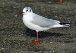 Black-headed Gull