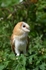 Barn Owl