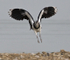 Lapwing (juvenile) coming in to land at Otmoor's northern lagoon