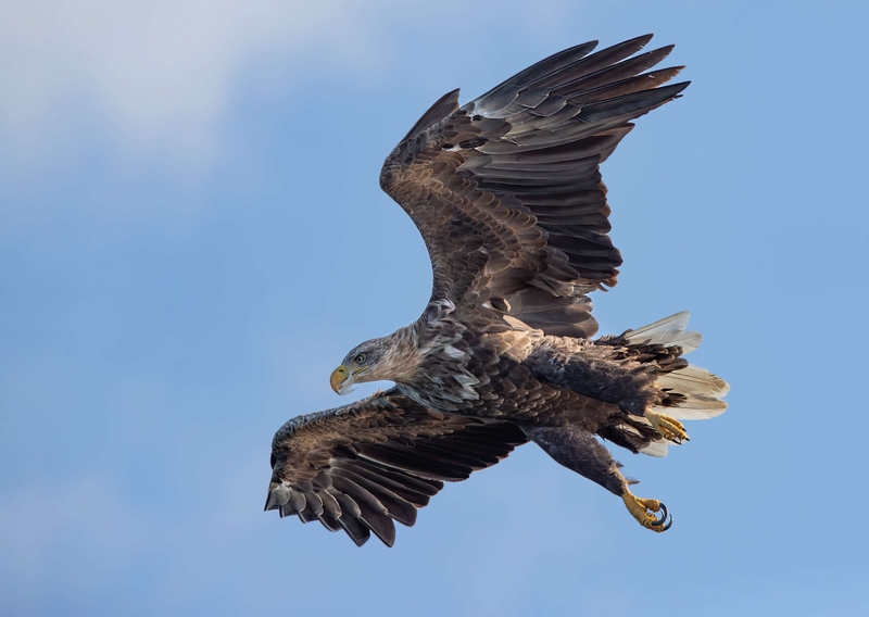 White Tailed Eagle - Isle of Mull - Scotland