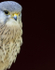 KESTREL (MALE)