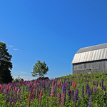Old Barn & Lupines
