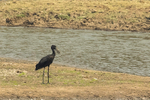 Openbill  Stork