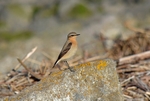 Northern Wheatear