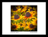 Black Eyed Susan - Cappuccino Framed