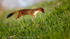 Stoat (Mustela erminea) hunting