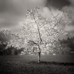 Blossom Tree (square format)