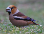 Hawfinch