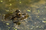 Marsh Frog - Pelophylax (formerly Rana) ridibunda