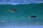 Gentoo Penguins swimming under wave, Sea Lion Island, Falklands