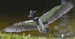 Tricolored Heron _0010
