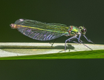 Banded Demoiselle