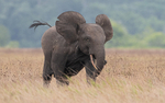 An elephant's charge