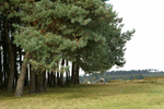 Ashdown Forest 09