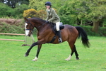 Classes 30 and 31: 80cm Working Hunter portfolio