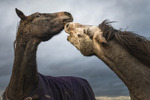 Into the World of Horses