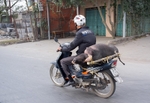 One little piggy went (reluctantly) to market, near Hanoi