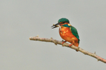 Kingfisher with fish perched on a branch at Otmoor