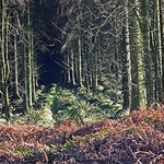 RowWoods-1-1556