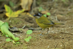Common Bush-Tanager, Costa Rica