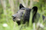 Black bear close-up.