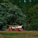 Wagon