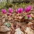 Spring Cyclamen (Cyclamen repandum)