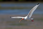 White Ibis
