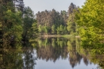 Spring Reflections