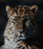 Amur Leopard