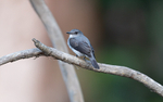 Little grey flycatcher