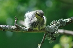 Young Bluetit after a bath