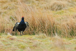 Black Grouse (male) flapping wings, Scotland