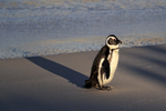 African Penguin and long shadow, Foxy Beach, South Africa