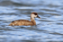 Red-crested Pochard (female) on the water at Farmoor