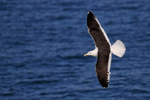 Kelp Gull showing upper wings in flight, Mossel Bay, South Africa