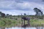 Stormy elephant