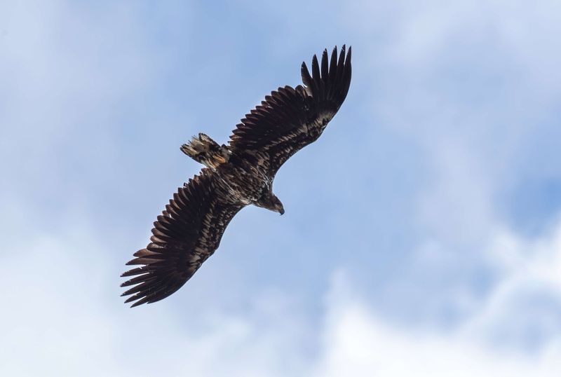 White Tailed Eagle - Isle of Harris - Scotland