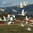 Whooper Swans in Flight