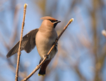 Waxwing