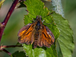 Large Skipper