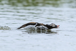 Male Long-tailed Duck in threatening pose, Iceland