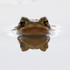 Common Toad reflection in a puddle, Otmoor