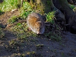 Brown Rat