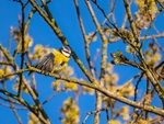 Blue Tit