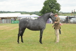 Class 68-73 - Riding Pony Breeding portfolio