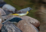 Grey Wagtail 1