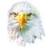 bald eagle Haliaeetus leucocephalus-0894