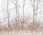 ICE FOG #2 - LONG POINT BEACH